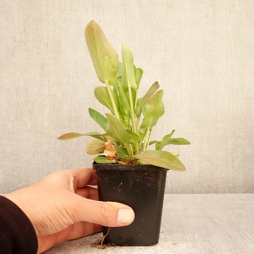 Exemplaar van Eryngium planum Magical White Lagoon - Vlakke kruisdistel Kweekpotje van 8/9 cm zoals geleverd in de lente