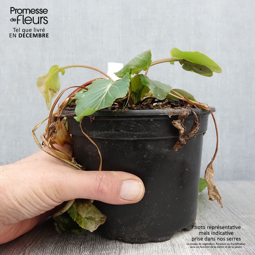 Exemplaar van Eryngium planum - Vlakke kruisdistel Pot van 2 l/3 l zoals geleverd in de herfst
