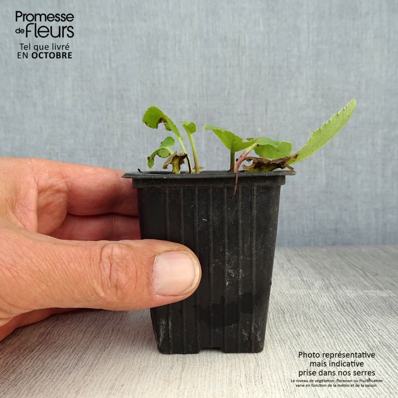 Exemplaar van Eryngium planum - Vlakke kruisdistel Kweekpotje van 7/8 cm zoals geleverd in de herfst