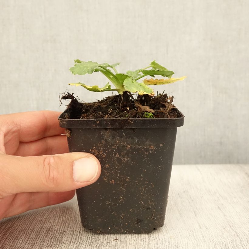 Exemplaar van Eryngium tripartitum - Kruisdistel Kweekpotje van 8/9 cm zoals geleverd in de zomer