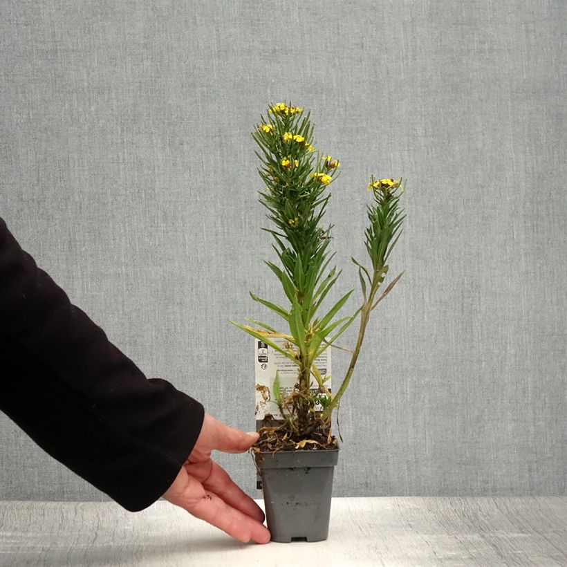 Exemplaar van Erysimum alpinum – Steenraket Kweekpotje van 8/9 cm zoals geleverd in de zomer