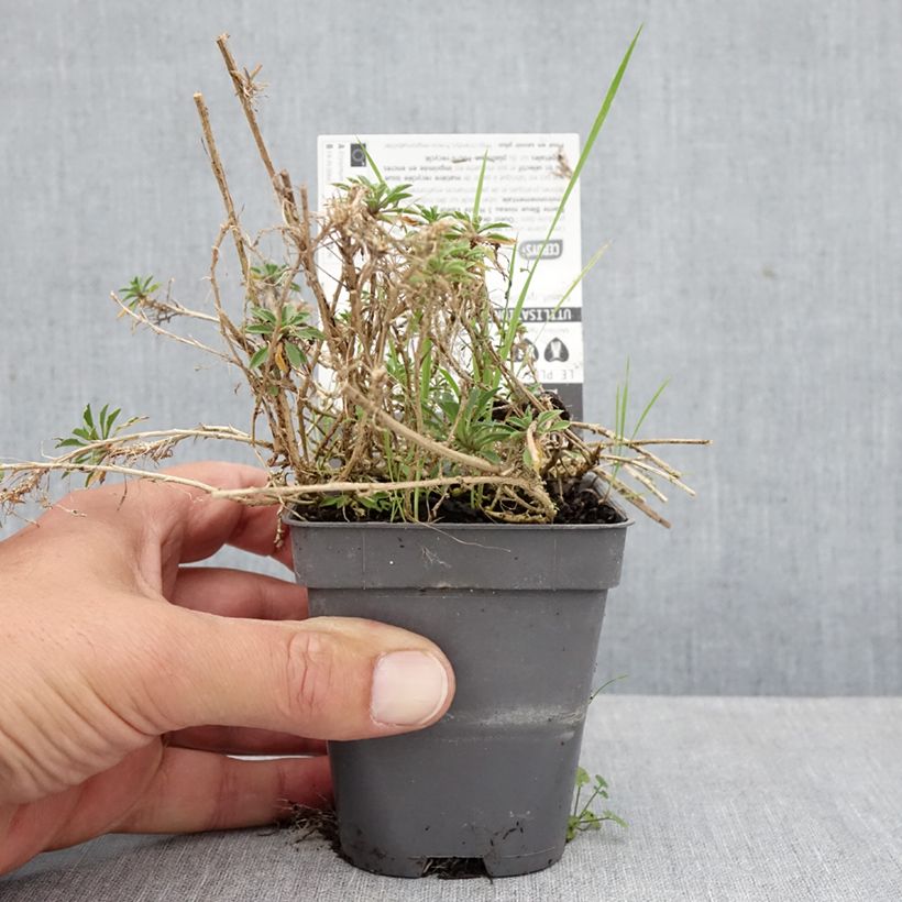 Exemplaar van Erysimum Jubilee Gold – Muurbloem Kweekpotje van 8/9 cm zoals geleverd in de herfst