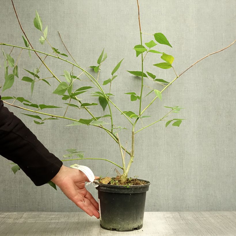 Exemplaar van Erythrina Amélie Jeckert - Koraalstruik Pot van 3 l/4 l zoals geleverd in de herfst