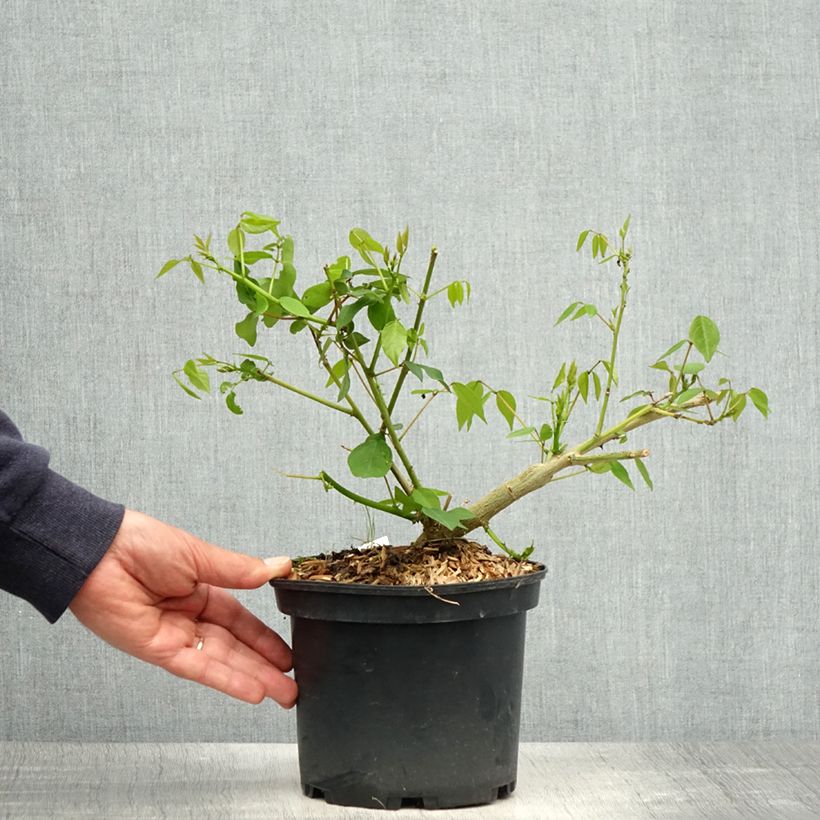 Exemplaar van Erythrina Amélie Jeckert - Koraalstruik Pot van 3 l/4 l zoals geleverd in de lente