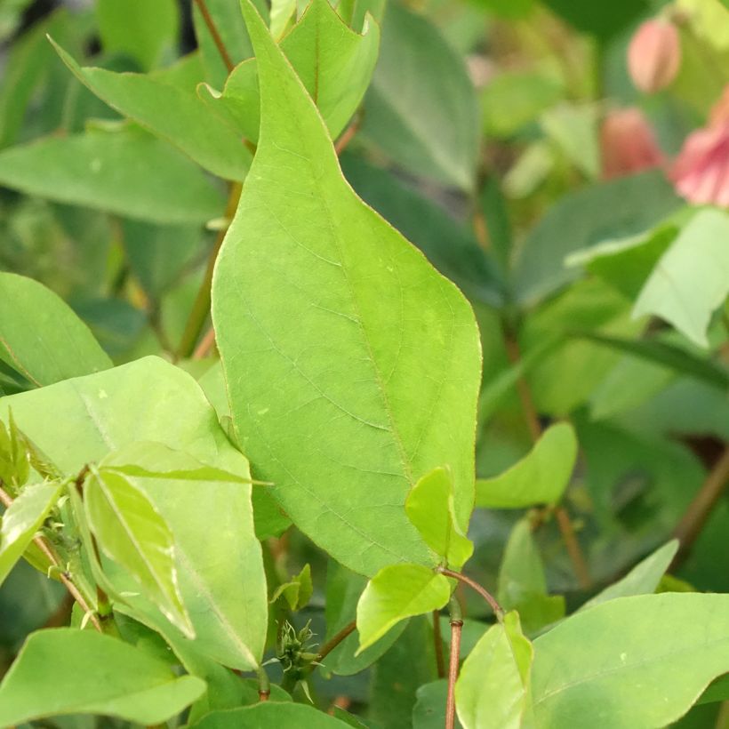 Erythrina Amélie Jeckert - Koraalstruik (Blad)
