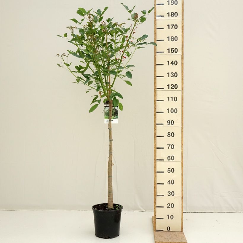 Example of Erythrina crista-galli - Koraalstruik Pot van 7,5 l/10 l as you get in printemps