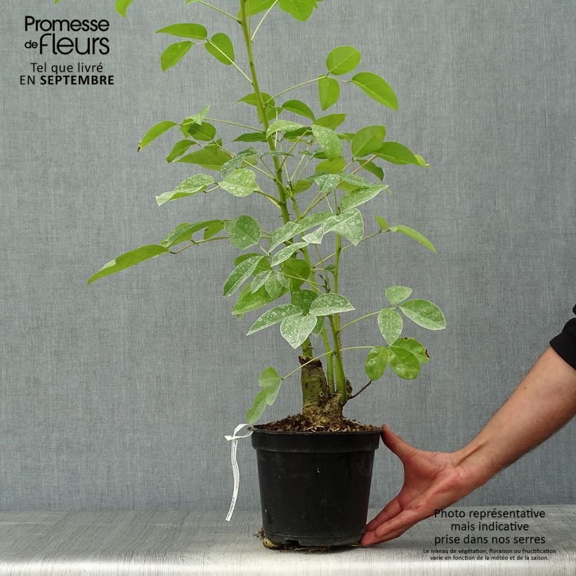 Exemplaar van Erythrina crista-galli Compacta - Koraalstruik Pot van 2 l/3 l zoals geleverd in de herfst