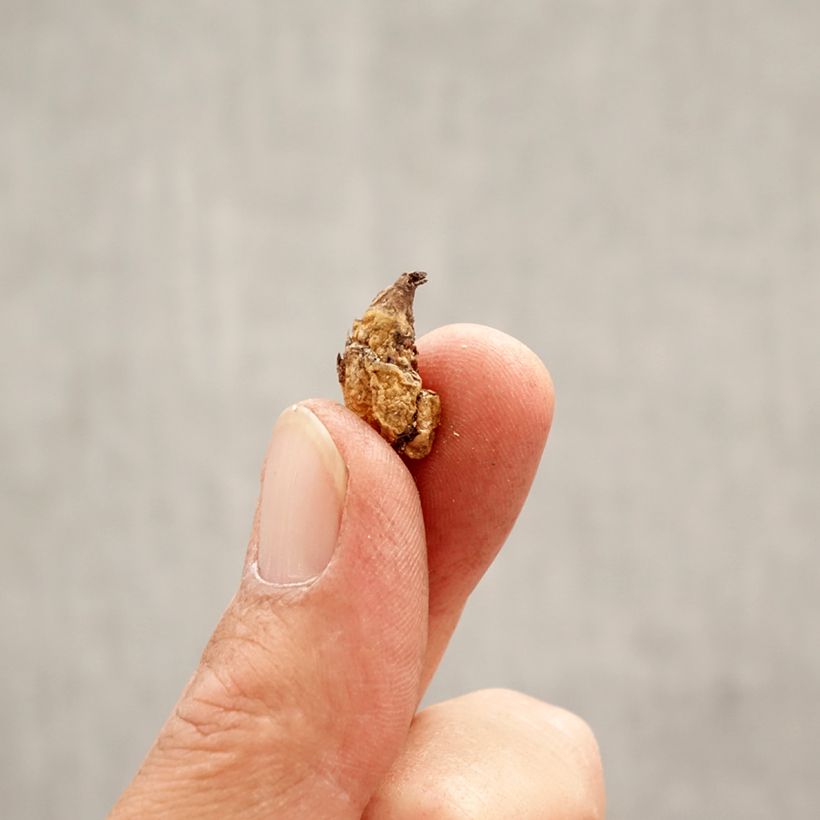 Exemplaar van Erythronium dens canis Purple King - Hondstand Bol kaliber I zoals geleverd in de lente