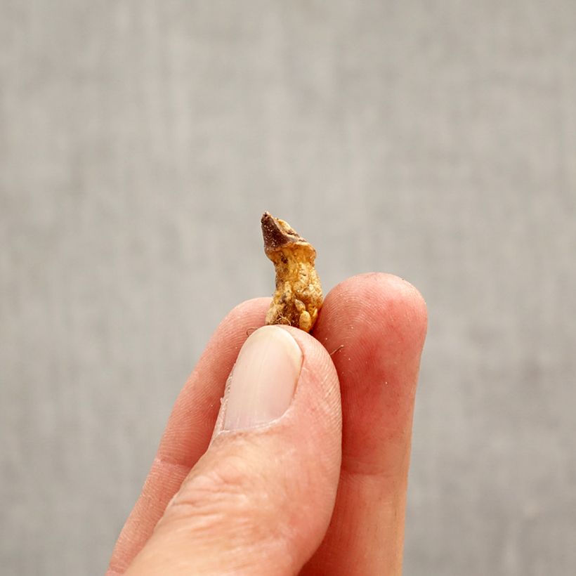 Exemplaar van Erythronium dens-canis Roze Queen - Hondstand Bol kaliber I zoals geleverd in de lente