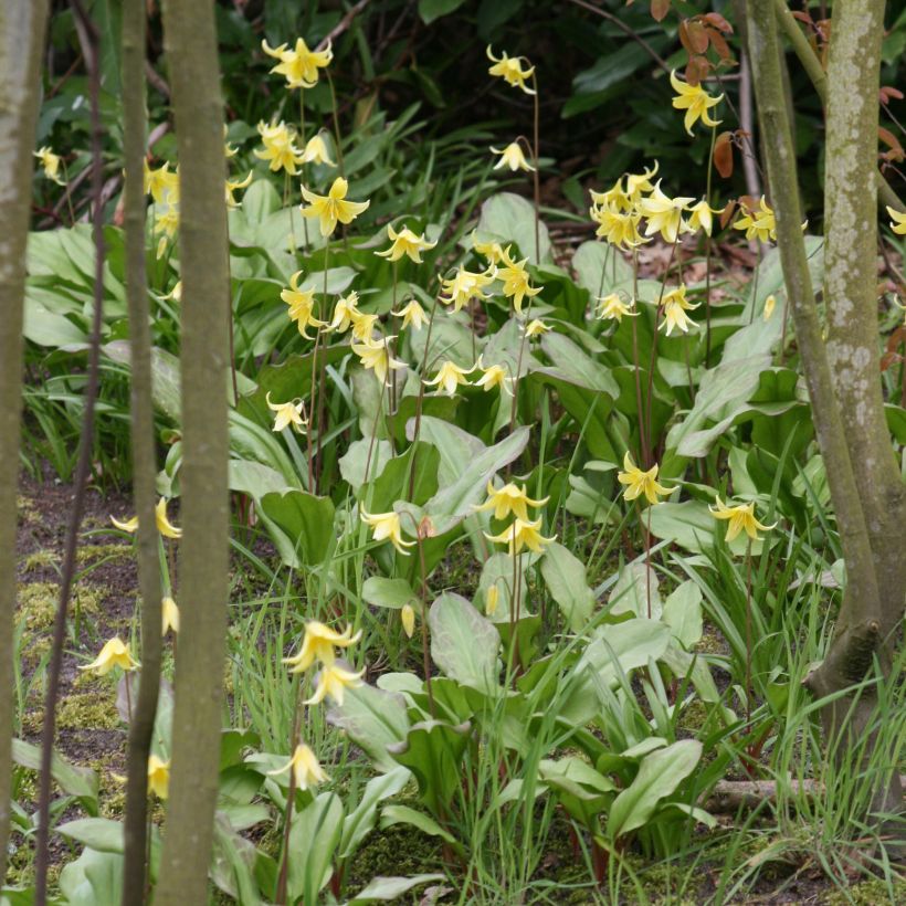 Erythronium Pagoda (Groeiplaats)