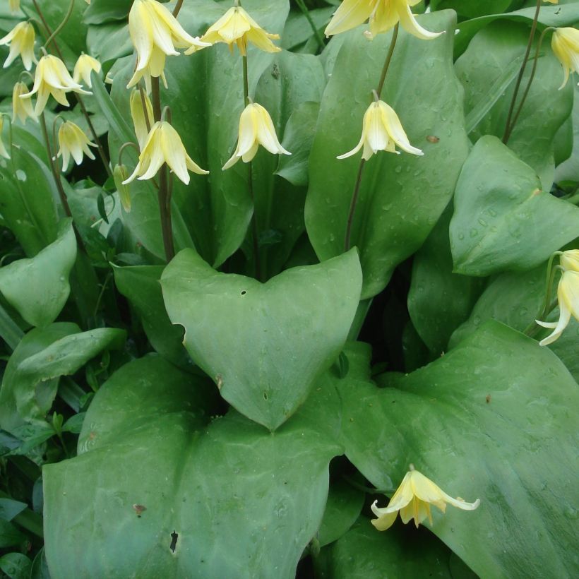 Erythronium Pagoda (Blad)
