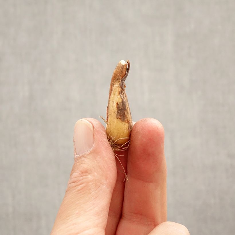 Exemplaar van Erythronium Wit - Hondstand wit Bol kaliber I zoals geleverd in de lente