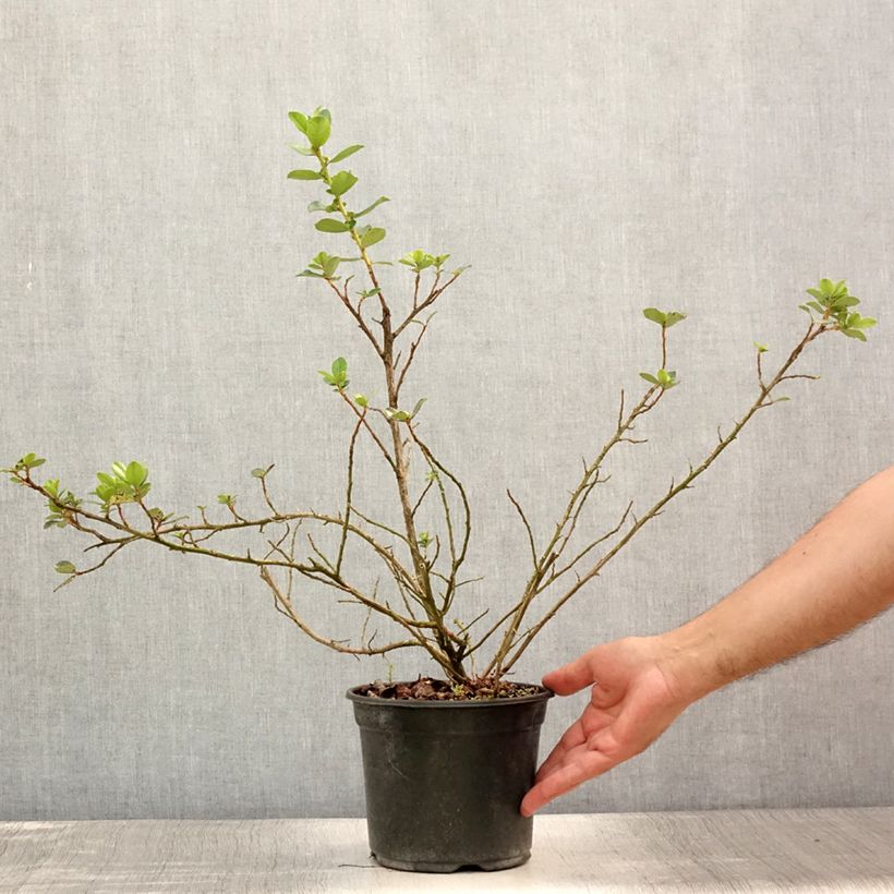 Exemplaar van Escallonia C.F. Ball - Escalloniastruik Pot van 2 l/3 l zoals geleverd in de zomer