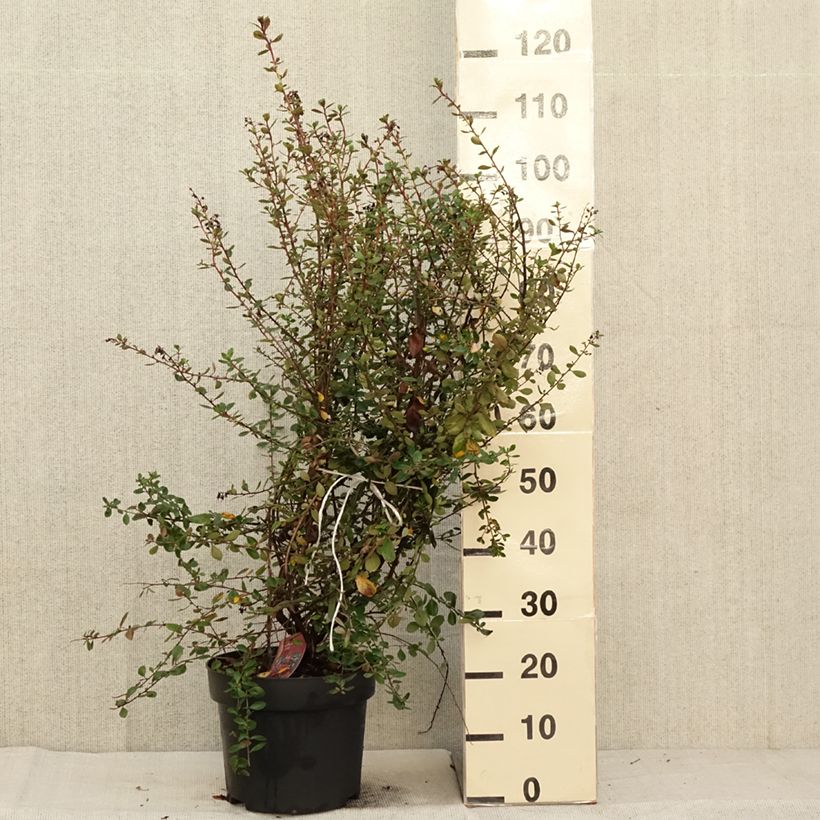 Exemplaar van Escallonia C.F. Ball - Escalloniastruik Pot van 7,5 l/10 l zoals geleverd in de herfst