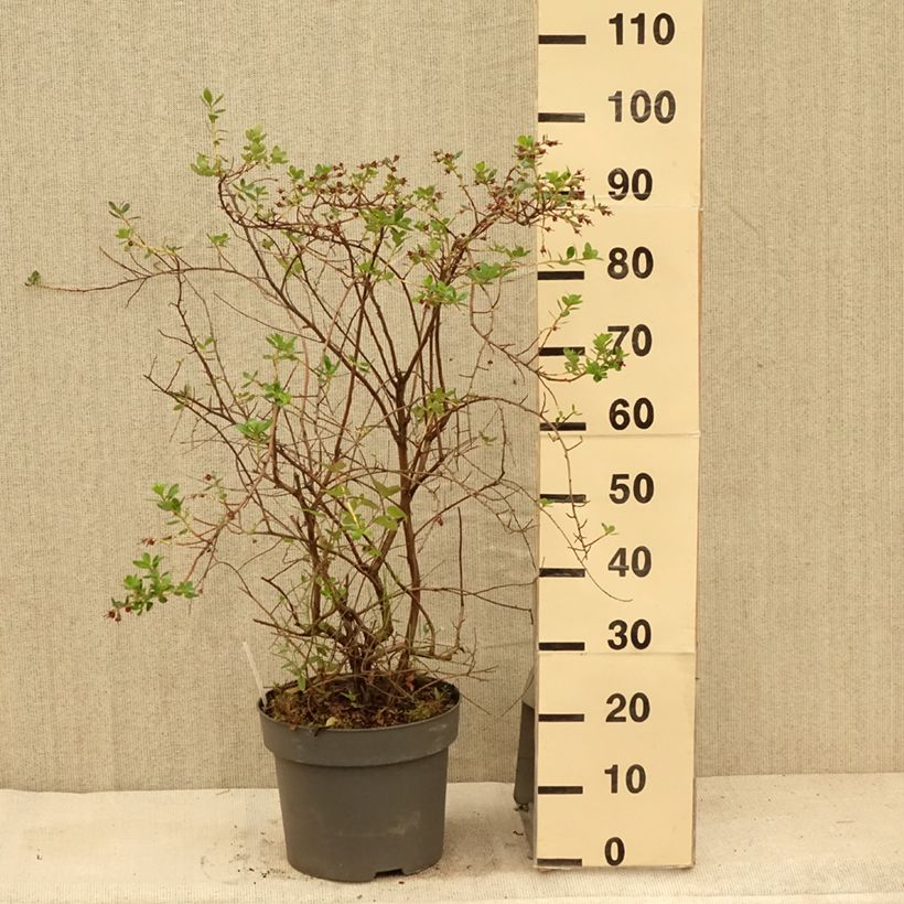 Exemplaar van Escallonia C.F. Ball - Escalloniastruik Pot van 7,5 l/10 l zoals geleverd in de zomer