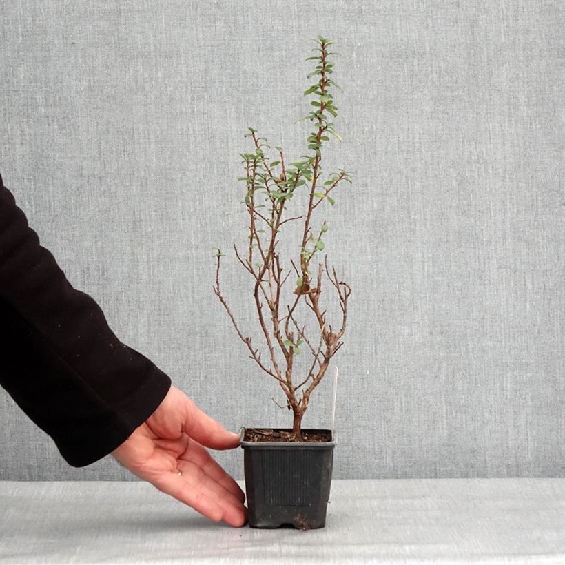 Exemplaar van Escallonia compacta Coccinea Godet de 8/9 cm zoals geleverd in de winter