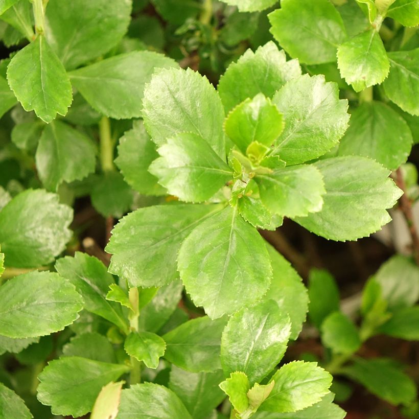 Escallonia Donard Radiance - Escalloniastruik (Blad)