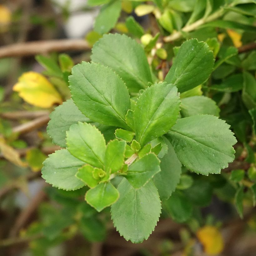 Escallonia Donard Seedling - Escalloniastruik (Blad)