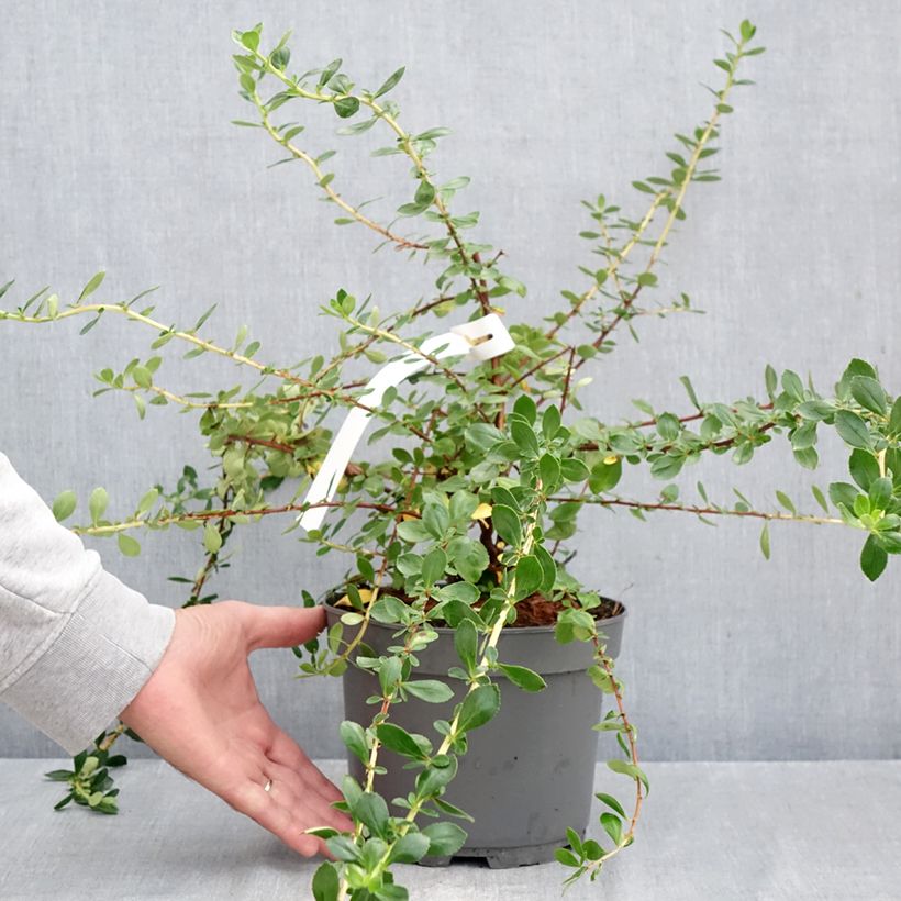 Example of Escallonia macrantha Donard Star - Escalloniastruik Pot van 3 l/4 l as you get in automne