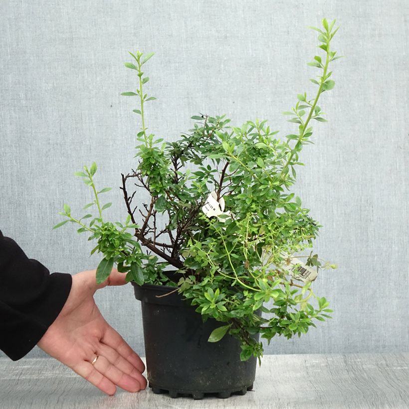 Exemplaar van Escallonia Show Stopper - Escalloniastruik Pot van 3 l/4 l zoals geleverd in de herfst