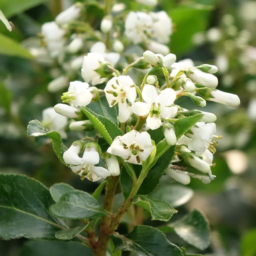 Escallonia Iveyi - Escalloniastruik (Bloei)