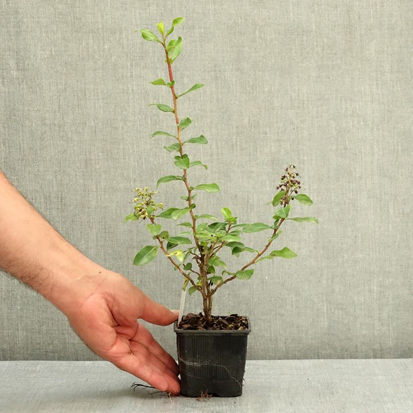 Exemplaar van Escallonia Iveyi - Escalloniastruik Kweekpotje van 8/9 cm zoals geleverd in de zomer