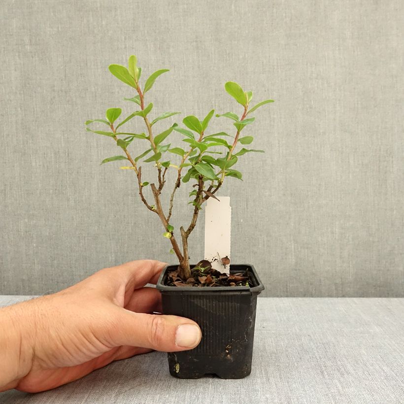 Exemplaar van Escallonia Iveyi - Escalloniastruik Kweekpotje van 8/9 cm zoals geleverd in de lente