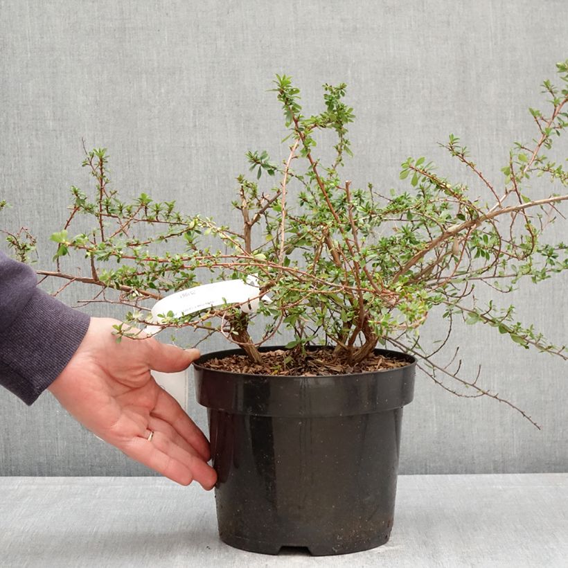 Exemplaar van Escallonia Pinky Carpet - Escalloniastruik Pot van 3 l/4 l zoals geleverd in de lente