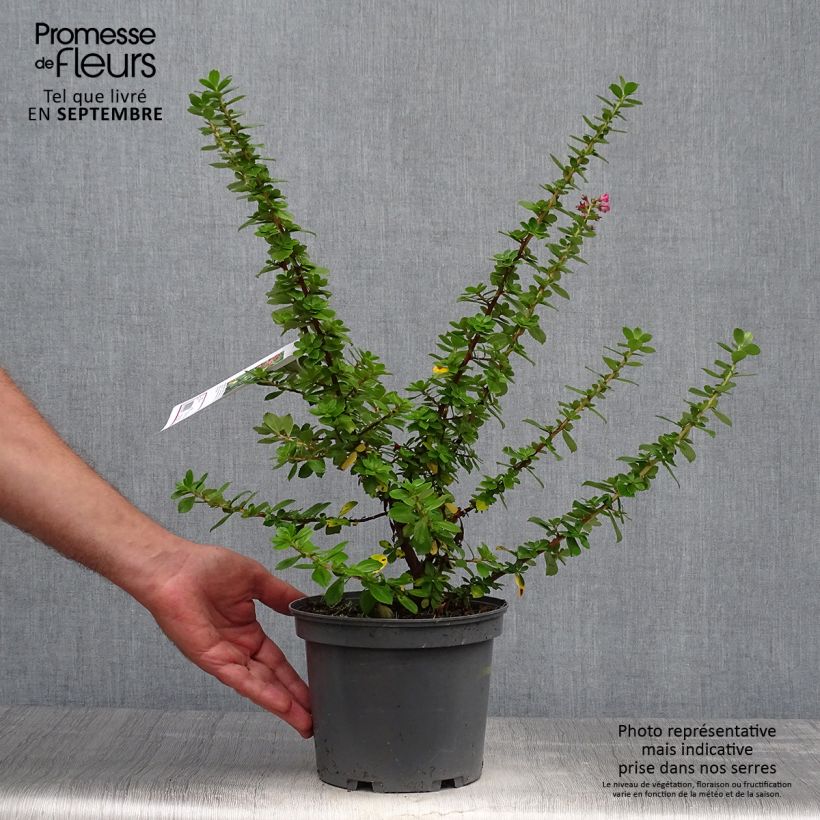 Exemplaar van Escallonia Pride of Donard - Escalloniastruik Pot van 2 l/3 l zoals geleverd in de herfst