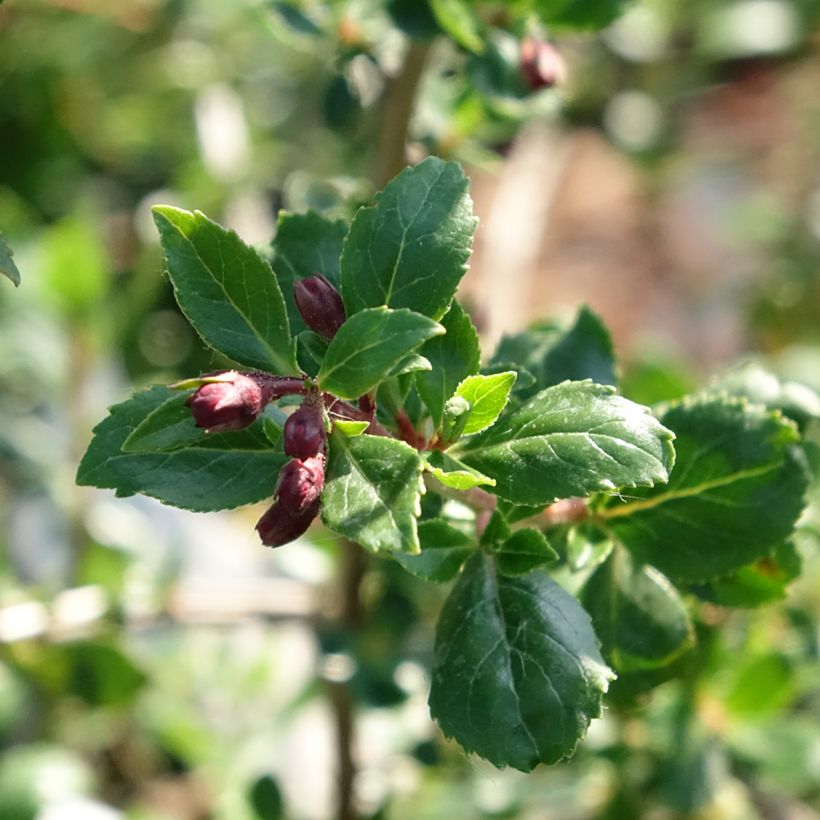 Escallonia rubra Red Elf - Escalloniastruik (Blad)