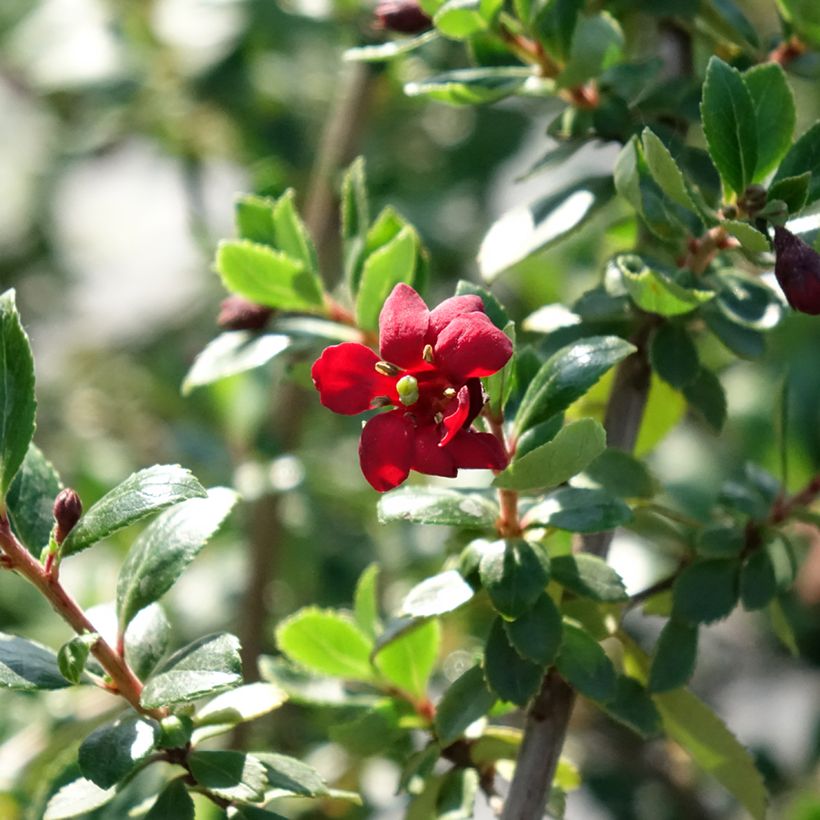 Escallonia rubra Red Elf - Escalloniastruik (Bloei)