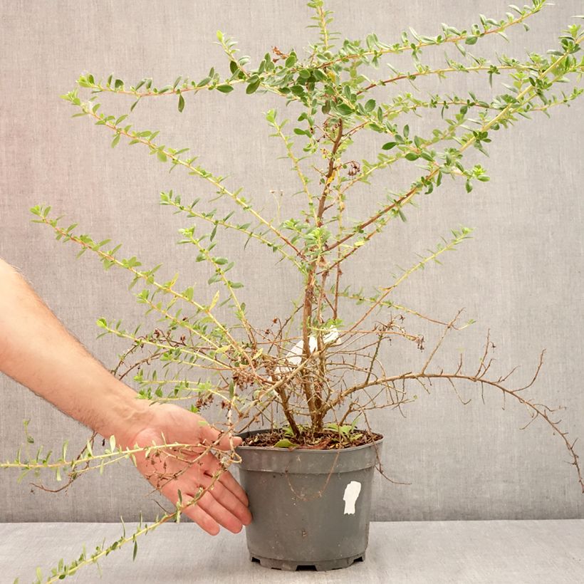 Exemplaar van Escallonia rubra Red Elf - Escalloniastruik Pot van 3 l/4 l zoals geleverd in de zomer