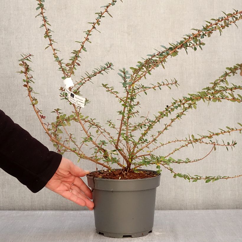 Exemplaar van Escallonia rubra Red Elf - Escalloniastruik Pot van 3 l/4 l zoals geleverd in de winter