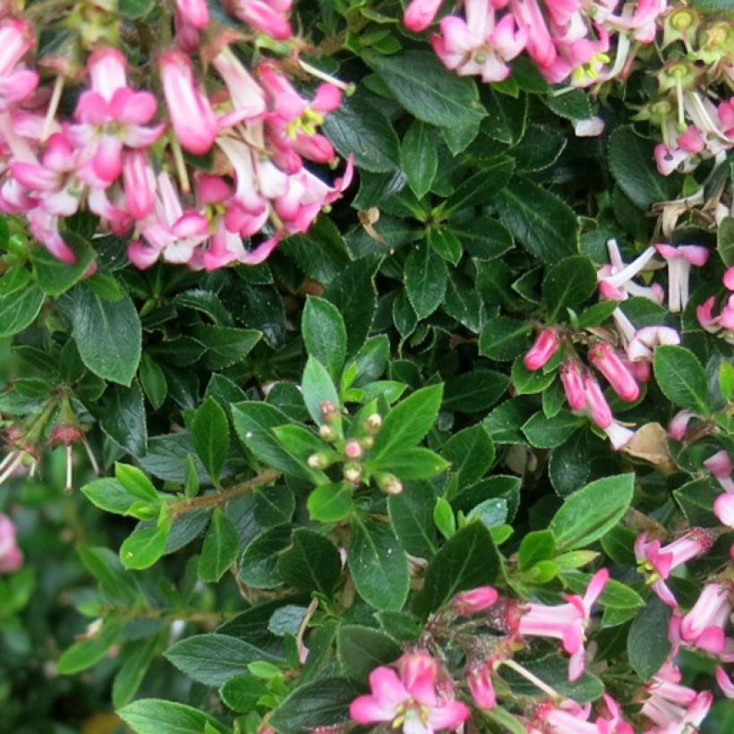 Escallonia Show Stopper - Escalloniastruik (Blad)