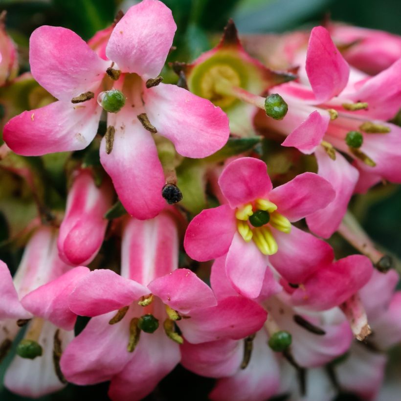 Escallonia Show Stopper - Escalloniastruik (Bloei)