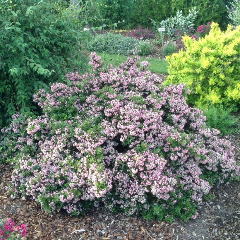 Escallonia Show Stopper - Escalloniastruik (Groeiplaats)
