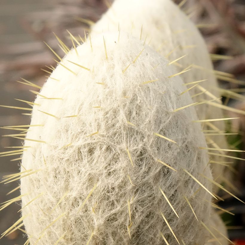 Espostoa churinensis - Cactus cierge (Blad)