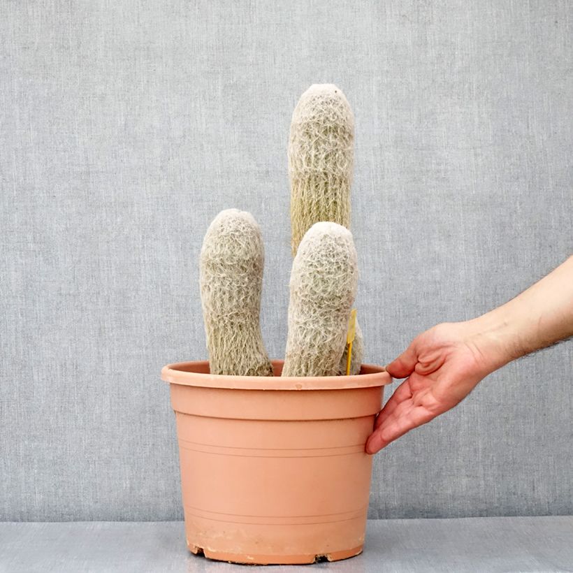 Exemplaar van Espostoa churinensis - Cactus cierge Pot van 7,5 l/10 l zoals geleverd in de lente