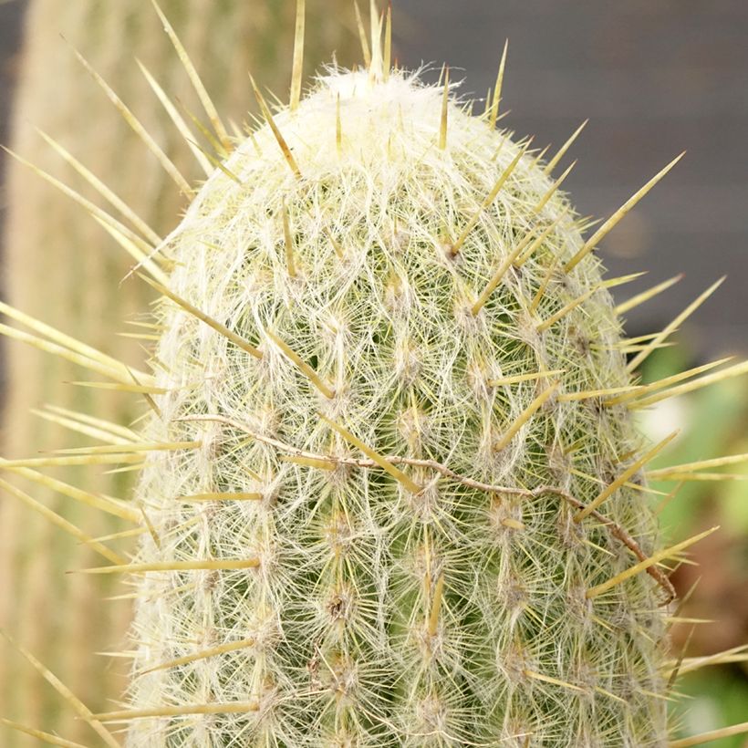 Espostoa lanata - Peruaanse oude man cactus (Blad)