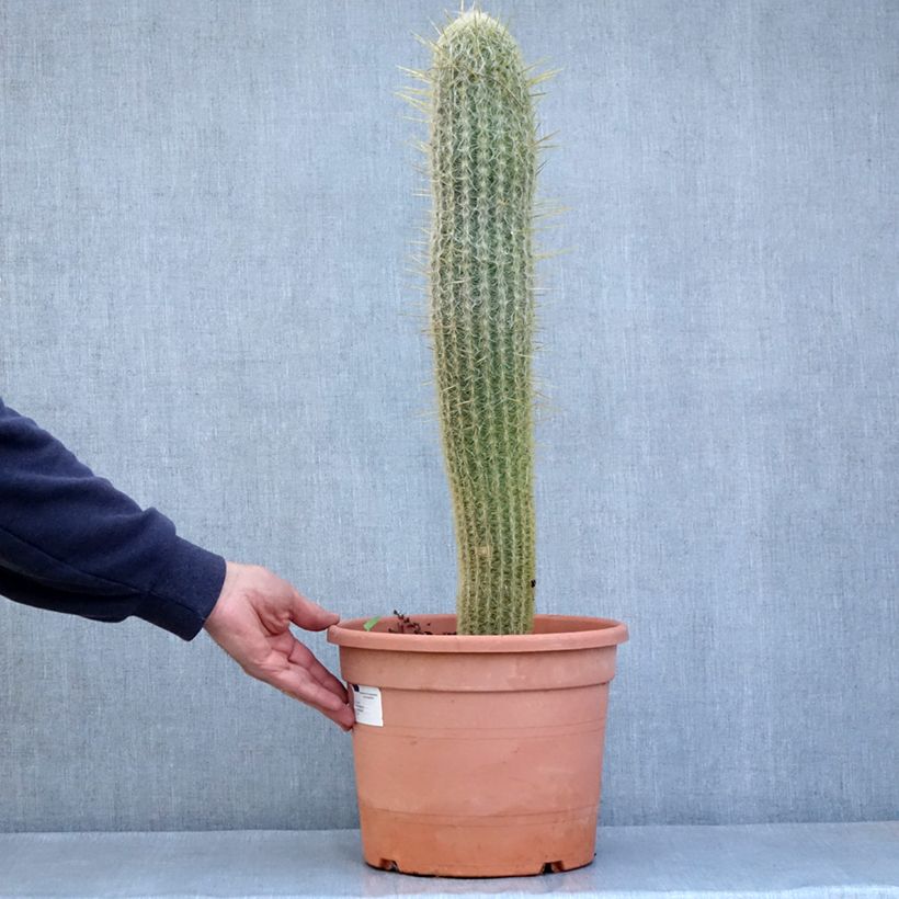 Exemplaar van Espostoa lanata - Peruaanse oude man cactus Pot van 7,5 l/10 l zoals geleverd in de lente