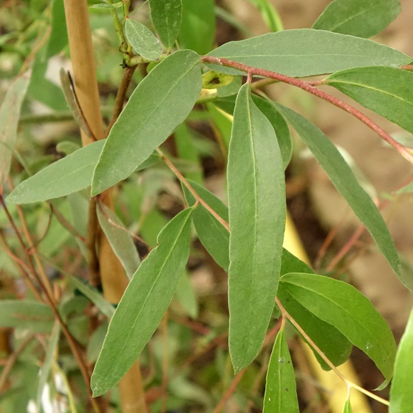 Eucalyptus aggregata - Zwarte gom (Blad)