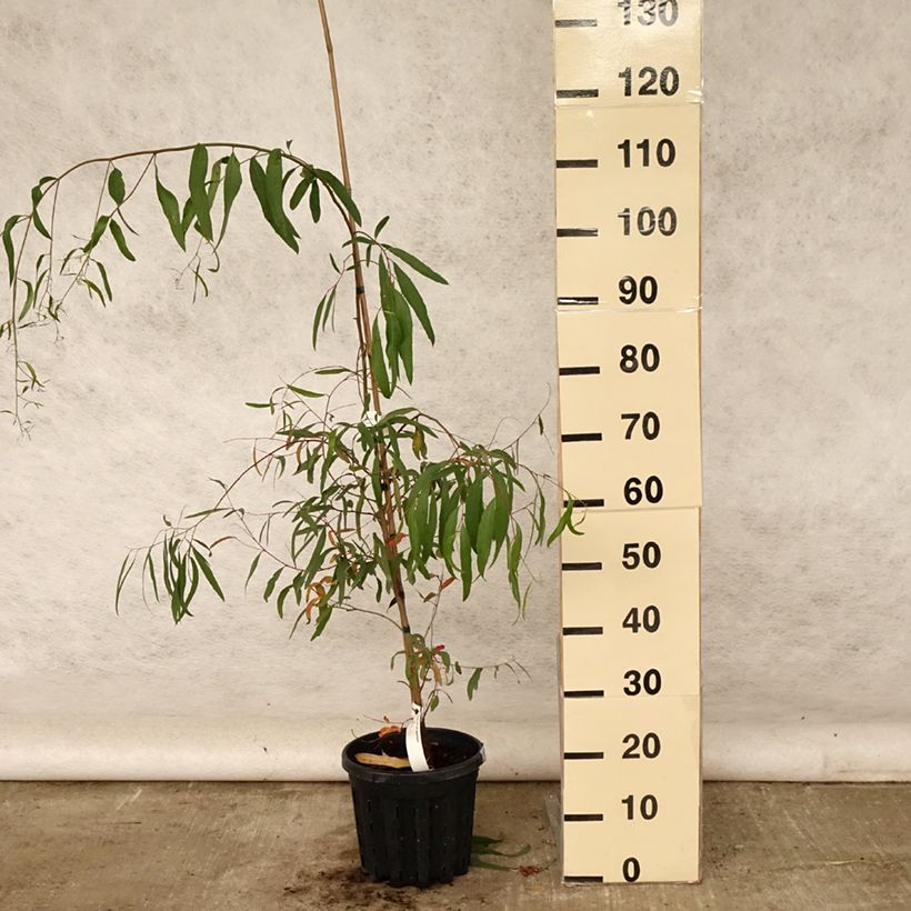 Exemplaar van Eucalyptus aggregata - Zwarte gom Pot van 4 l/5 l zoals geleverd in de zomer