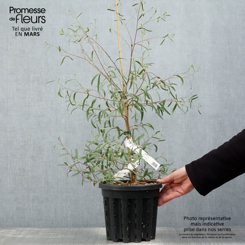 Exemplaar van Eucalyptus aggregata - Zwarte gom Pot van 4 l/5 l zoals geleverd in de lente