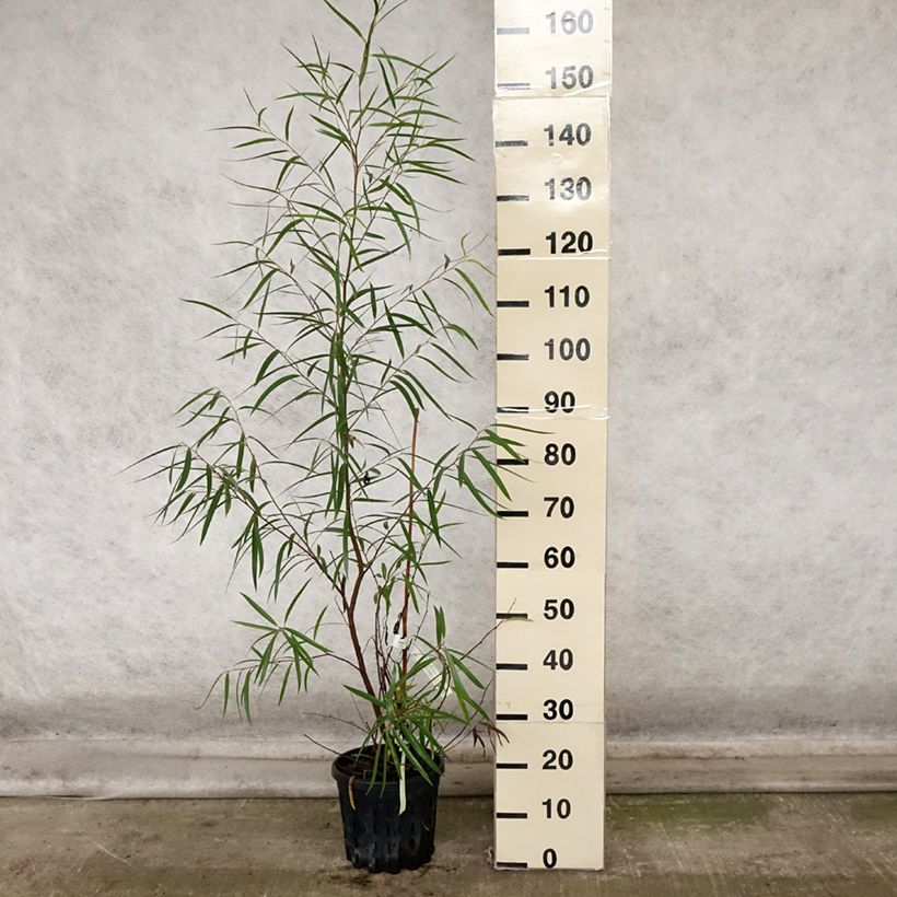 Exemplaar van Eucalyptus approximans - Mallee de Barren Mountain Pot van 4 l/5 l zoals geleverd in de herfst
