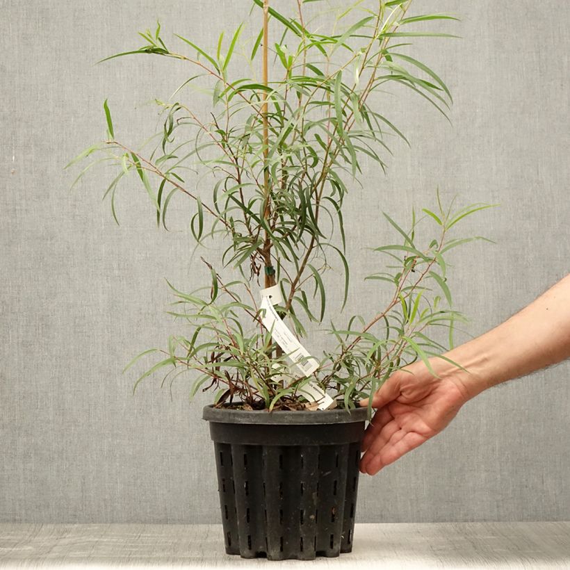 Exemplaar van Eucalyptus approximans - Mallee de Barren Mountain Pot van 4 l/5 l zoals geleverd in de zomer