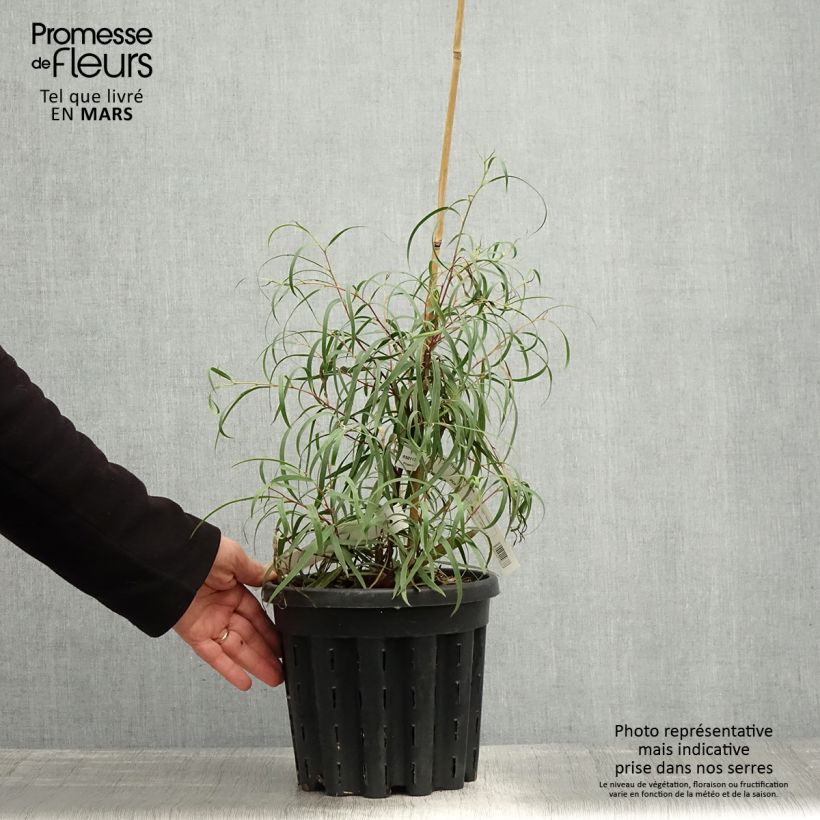 Exemplaar van Eucalyptus approximans - Mallee de Barren Mountain Pot van 4 l/5 l zoals geleverd in de lente