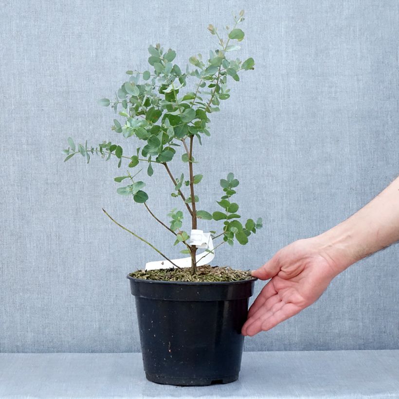 Example of Eucalyptus archeri Pot van 4 l/5 l as you get in printemps