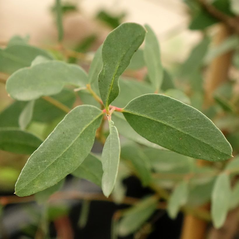 Eucalyptus archeri (Blad)