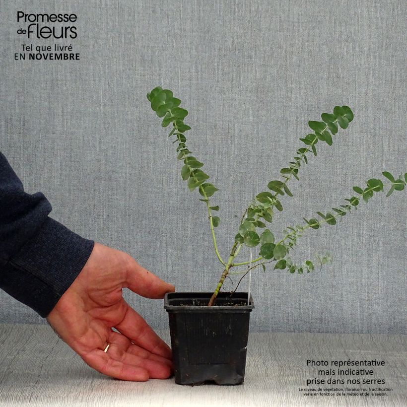 Exemplaar van Eucalyptus Baby Blue - Gommier argenté Godet de 8/9 cm zoals geleverd in de herfst