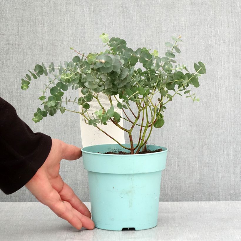 Exemplaar van Eucalyptus Baby Blue - Gommier argenté Pot de 1L/1,5L zoals geleverd in de winter